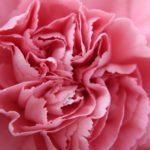 Das ganze Bild wird von einer rosa Blüte eingenommen und ist mein Titelbild für mein erstes Halbjahr 2021